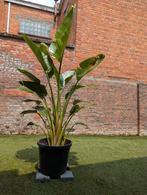 Strelitzia nicolai (Paradijsvogelplant), Tuin en Terras, Planten | Tuinplanten, Ophalen