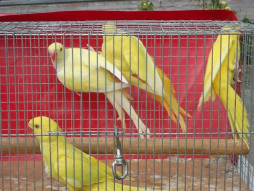parkieten, Dieren en Toebehoren, Vogels | Parkieten en Papegaaien, Parkiet, Meerdere dieren, Geringd