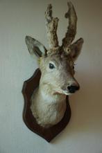 Taxidermie Opgezette Reeënkop met bastgewei, Verzamelen, Ophalen of Verzenden, Gebruikt, Hert, Gewei of Kop