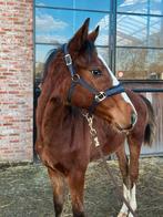 Jaarling Hero vd Sint Bavohoeve, Dieren en Toebehoren