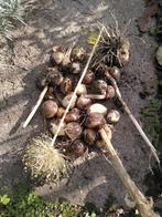 Olifantenlook, Tuin en Terras, Bloembollen en Zaden, Ophalen