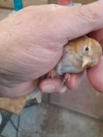 lot 5 vogels :kruising barmsijs x sijs, Dieren en Toebehoren, Geslacht onbekend, Wildzangvogel, Geringd