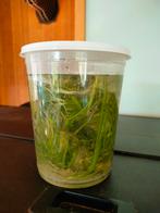 Vallisneria ruilen, Dieren en Toebehoren, Ophalen, Zo goed als nieuw