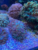 Goniopora koraal gonio, Overige typen, Zoutwatervis