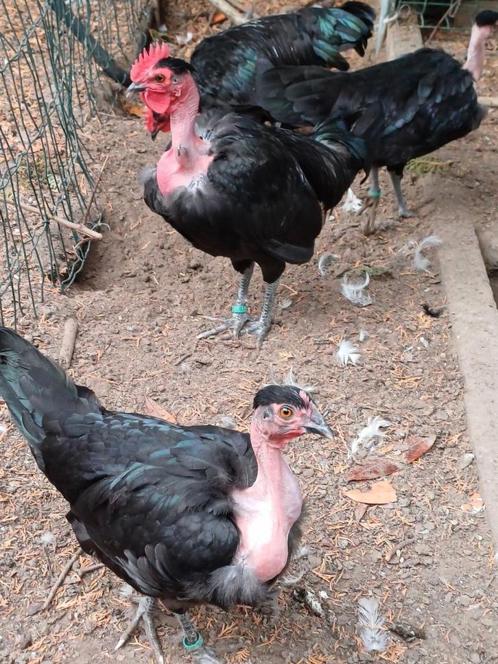 Naakthalskriel zwart koppel, Dieren en Toebehoren, Pluimvee, Kip, Meerdere dieren