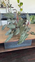 Philodendron Mayesty, Ophalen