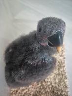 Poupée perroquet rouge