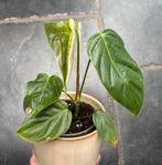 Philodendron quelelii, Enlèvement ou Envoi