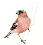 botvink, Mannelijk, Wildzangvogel, Geringd