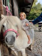 Lieve Shetlander te koop, Dieren en Toebehoren, Hengst