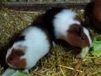 2 cavia zusjes, Janvier, Femelle, Cobaye
