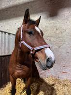 Weidepaard te koop, Dieren en Toebehoren