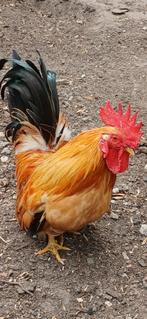 Haan, Dieren en Toebehoren, Pluimvee