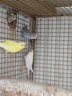 Perruches ondulées 2023: femelles, Animaux & Accessoires, Oiseaux | Perruches & Perroquets, Perruche