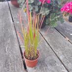 Imperata red baron pot 11 cm, Tuin en Terras, Ophalen