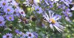 Herfst aster, Tuin en Terras, Ophalen, Herfst, Vaste plant