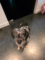 Golden Aussi zoekt gouden mandje, Dieren en Toebehoren, Golden retriever, België, Particulier, 15 weken tot 1 jaar