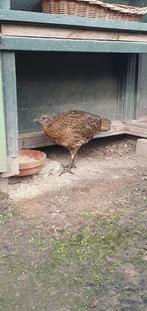 tragopaan TRS haan 2025, Dieren en Toebehoren, Mannelijk