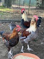 Hanen, Dieren en Toebehoren, Mannelijk, Kip