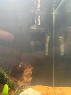 Filter, Dieren en Toebehoren, Ophalen of Verzenden, Zo goed als nieuw, Filter of Co2