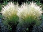 Stipa ponytails, Tuin en Terras, Ophalen, Vaste plant, Siergrassen, Volle zon
