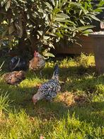 Java krielen citroen porselein 1 haan met 3 hennen
