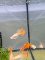 full red albino guppy 5 euro per 3, Dieren en Toebehoren, Vissen | Aquariumvissen