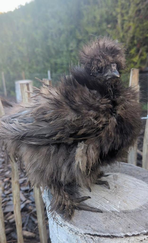Jonge hennen usa zijdehoenders sierkippen zijdehoen kippen, Dieren en Toebehoren, Pluimvee, Kip, Vrouwelijk