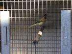 Kanarie vogels, Dieren en Toebehoren, Vogels | Overige Vogels