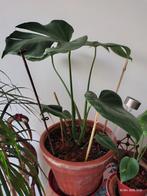Kamerplant - Monstera * Deliciosa*, Huis en Inrichting, Ophalen