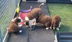 Border Collie pups groeien op in mijn huisje met poezen., Animaux & Accessoires, 8 à 15 semaines, Colley, Plusieurs, Éleveur | Loisir