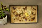 Taxidermie - Kader opgezette vlinders, Verzamelen, Ophalen of Verzenden, Gebruikt, Insect, Opgezet dier