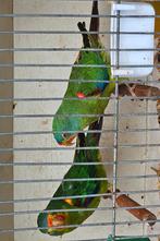 RAPIDE, Plusieurs animaux, Perruche, Bagué