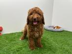 Middenslag Poedel pups, Poedel, België, 8 tot 15 weken, CDV (hondenziekte)