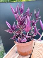 Tradescantia, Tuin en Terras, Bloembollen en Zaden, Ophalen