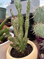 Cactus, Huis en Inrichting, Kamerplanten, Ophalen, Cactus