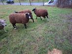 Zwartbles ooien te koop 1 jaar, Dieren en Toebehoren, Schapen, Geiten en Varkens, Vrouwelijk, Schaap, 0 tot 2 jaar