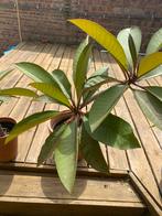Frangipani (Plumeria) 80 cm GEEN KOERRIERDIENST, Tuin en Terras, Planten | Tuinplanten, Ophalen, Winter