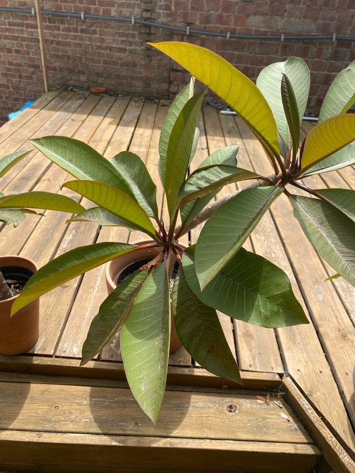 Frangipani (Plumeria) 80 cm GEEN KOERRIERDIENST, Tuin en Terras, Planten | Tuinplanten, Winter, Ophalen