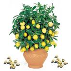Citroen planten een smaakmaker, balkon, terras of de serre, Tuin en Terras, Planten | Fruitbomen, Citroenboom, Volle zon, Minder dan 100 cm