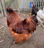 2 Zijdehoen Haan, Mannelijk, Kip