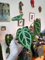 Anthurium Silver blush, Enlèvement