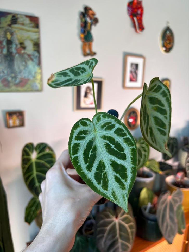 Anthurium Silver blush, Huis en Inrichting, Kamerplanten, Ophalen