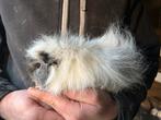 Ch cavia BEER, Dieren en Toebehoren, Knaagdieren, September, Mannelijk, Cavia