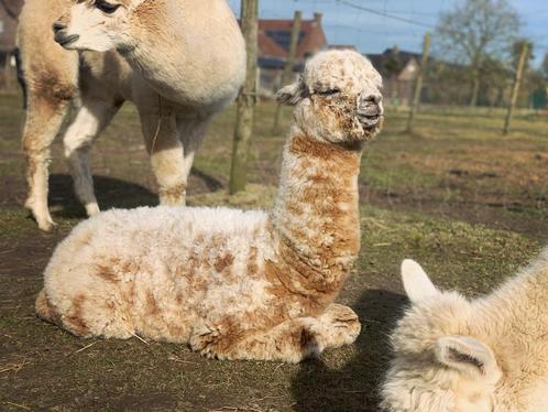Alpaca apaloosa, Dieren en Toebehoren, Overige Dieren