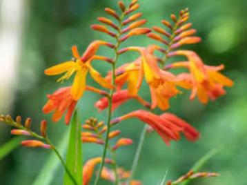 crocosmia, geranium macrorrhizum, iris, scharnierbloem