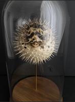 Diodon - Poisson hérisson d'Indonésie sous globe verre, Collections, Collections Animaux, Insecte, Animal empaillé, Enlèvement ou Envoi
