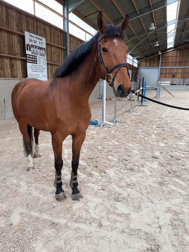 Ruin 2015, Dieren en Toebehoren, Paarden, Ruin, Z, 165 tot 170 cm, 7 tot 10 jaar, Recreatiepaard, Met stamboom, Gechipt