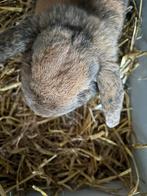 hangoor konijn, Dieren en Toebehoren, Hangoor