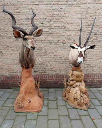 2 têtes en peluche d'oryx de koudou d'Afrique, taxidermie, c disponible aux enchères